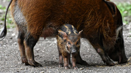 prase brush-ear-pig-4384631 960 720